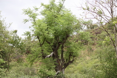 Moringa concanensis